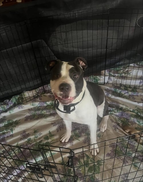 MAVERICK - American Pit Bull Terrier / Bulldog available for adoption