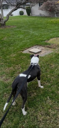 Maverick - Photo 3