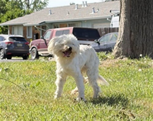 *BINDER - Poodle (Miniature) / Maltese available for adoption
