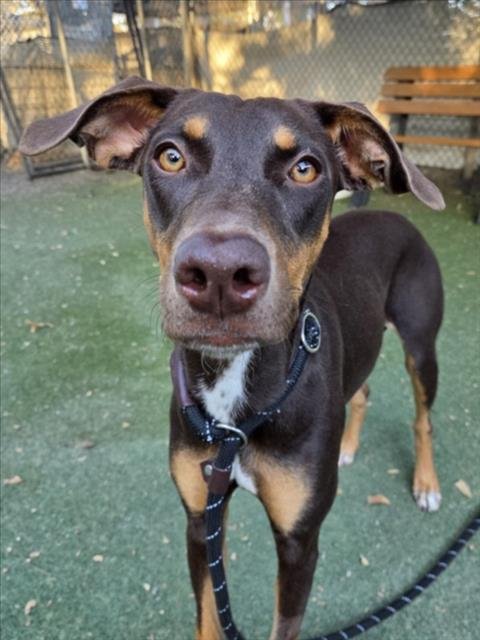 *SIENNA - Doberman Pinscher available for adoption