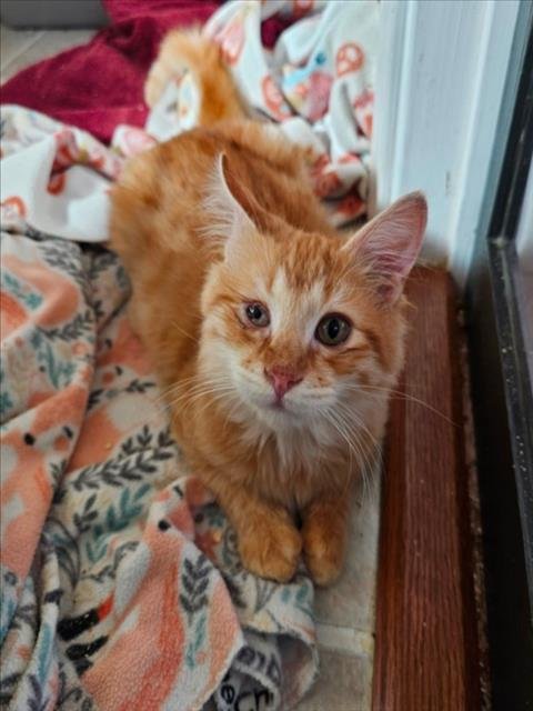 *KERRYGOLD - Domestic Medium Hair available for adoption