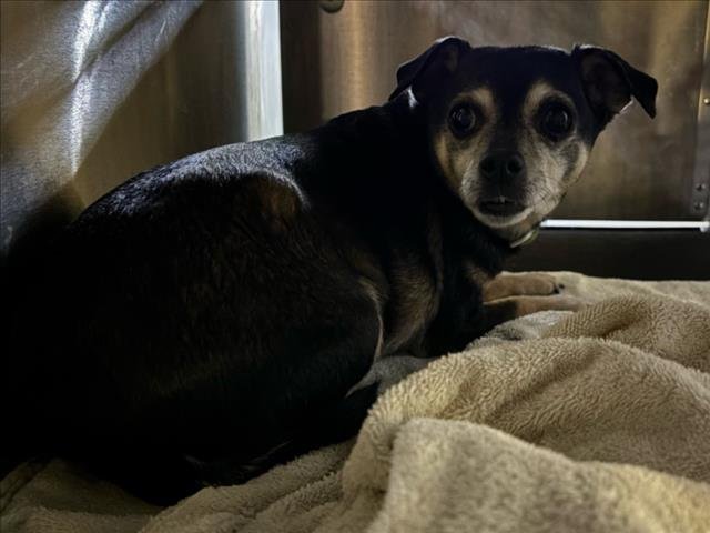 EWOK - Chihuahua available for adoption