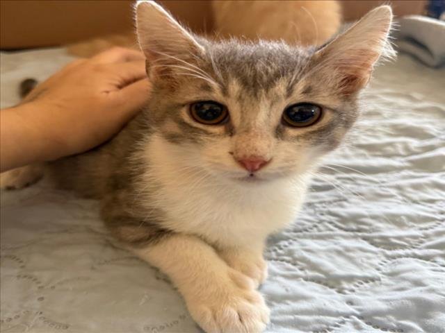 *BEAU - Domestic Short Hair available for adoption