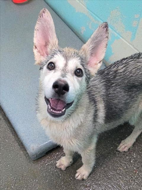 *FLORA - Siberian Husky available for adoption