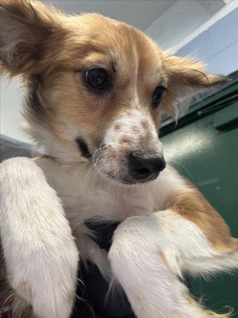 *MABLE - Terrier available for adoption