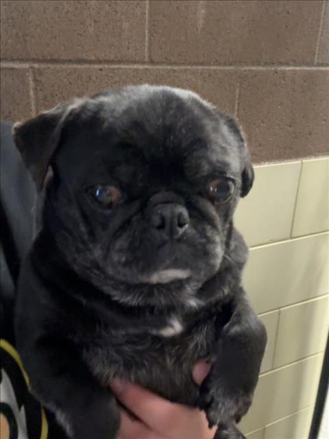 *LYCHEE - Pug available for adoption