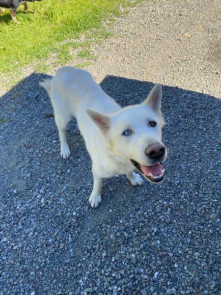 ZEUS - German Shepherd Dog available for adoption