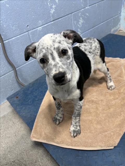 A229646 - Australian Cattle Dog/Blue Heeler available for adoption