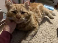 *TEDDY BEAR - Photo 1