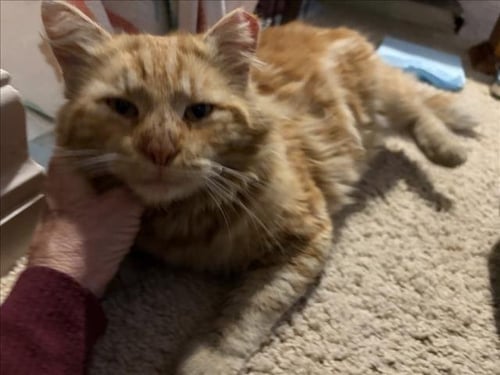 *TEDDY BEAR - Domestic Medium Hair available for adoption