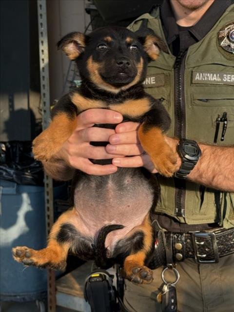 A224052 - German Shepherd Dog available for adoption