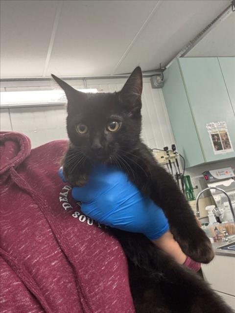 *CODY - Domestic Short Hair available for adoption