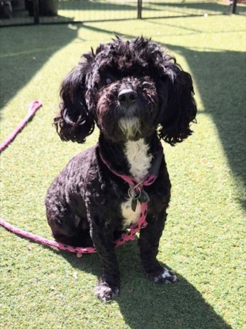 LUNA - Poodle (Miniature) available for adoption