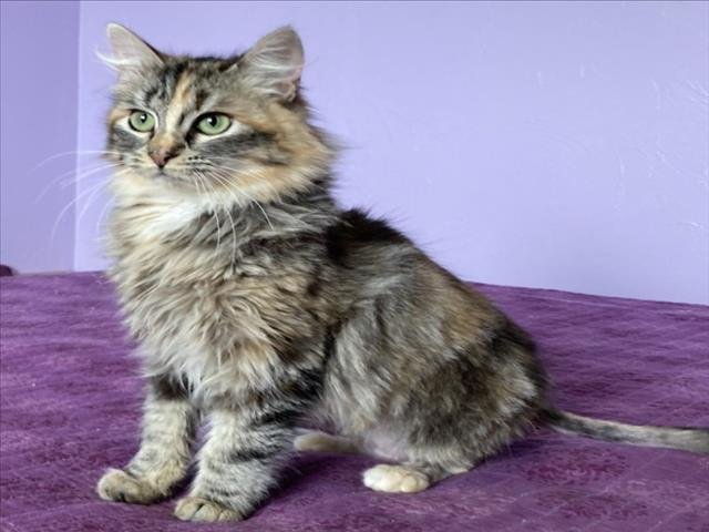 *NOVA - Domestic Long Hair available for adoption