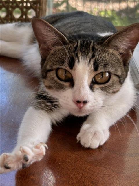 *POPPY - Domestic Short Hair available for adoption