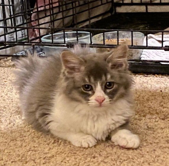 *SAGE - Domestic Long Hair available for adoption