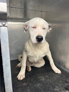 *ORBIT - Pit Bull Terrier / Australian Shepherd available for adoption