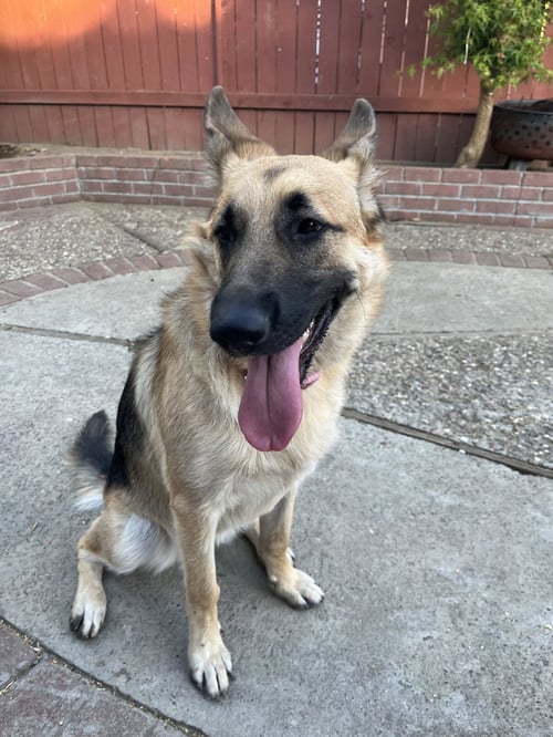 TEQUILA - German Shepherd Dog available for adoption