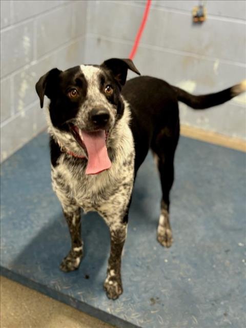 ROCKY - Queensland Heeler available for adoption