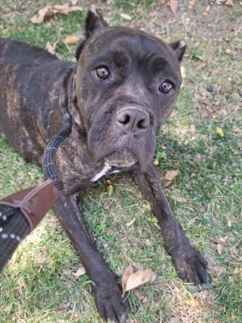 *EMMI - Cane Corso Mastiff available for adoption