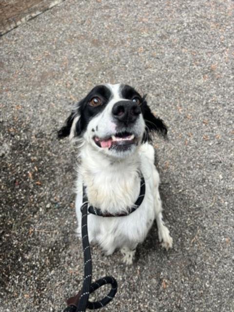 *PAPERCLIP - English Springer Spaniel available for adoption