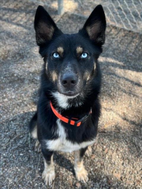NORI - Australian Cattle Dog/Blue Heeler / Siberian Husky available for adoption