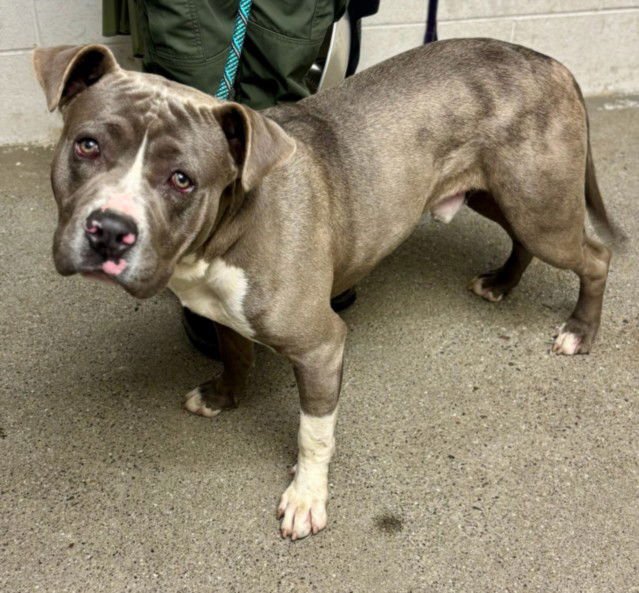 *GRAVITY - Pit Bull Terrier available for adoption