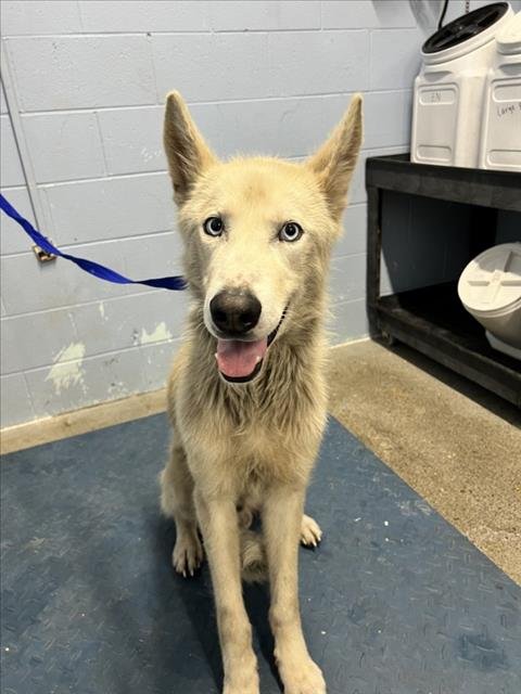 *WOLF - Siberian Husky available for adoption