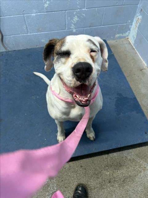 *HONEYCRISP - Pit Bull Terrier / Boxer available for adoption