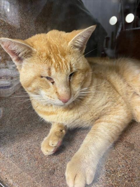 *TACO - Domestic Short Hair available for adoption