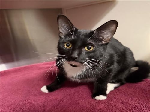 PENNY - Domestic Short Hair available for adoption