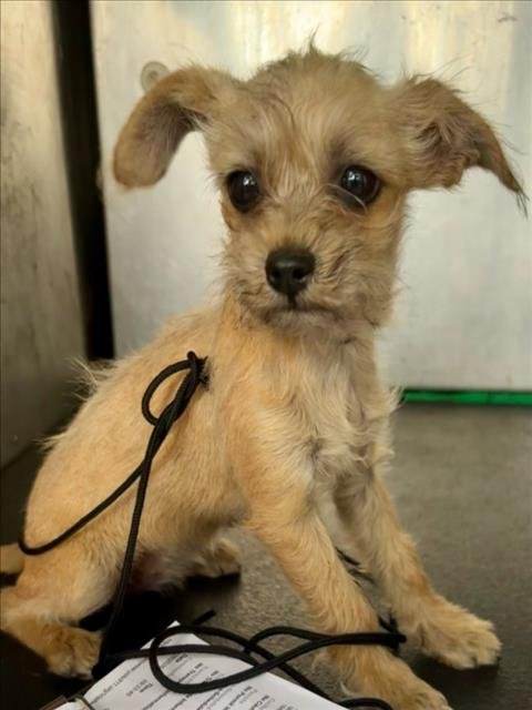 ROGUE - Brussels Griffon available for adoption