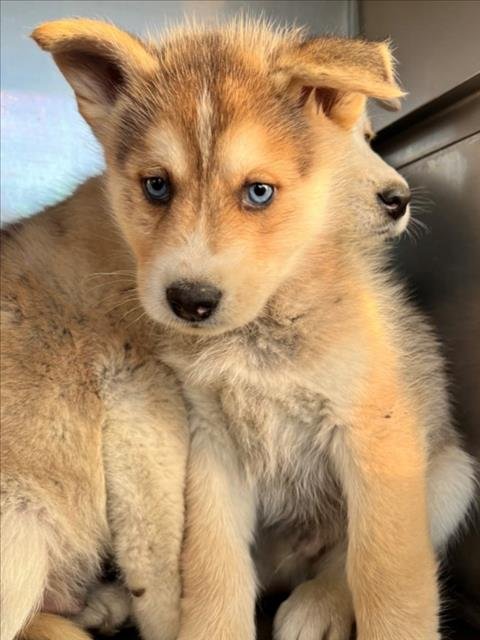 *JOHN DEERE - Siberian Husky available for adoption