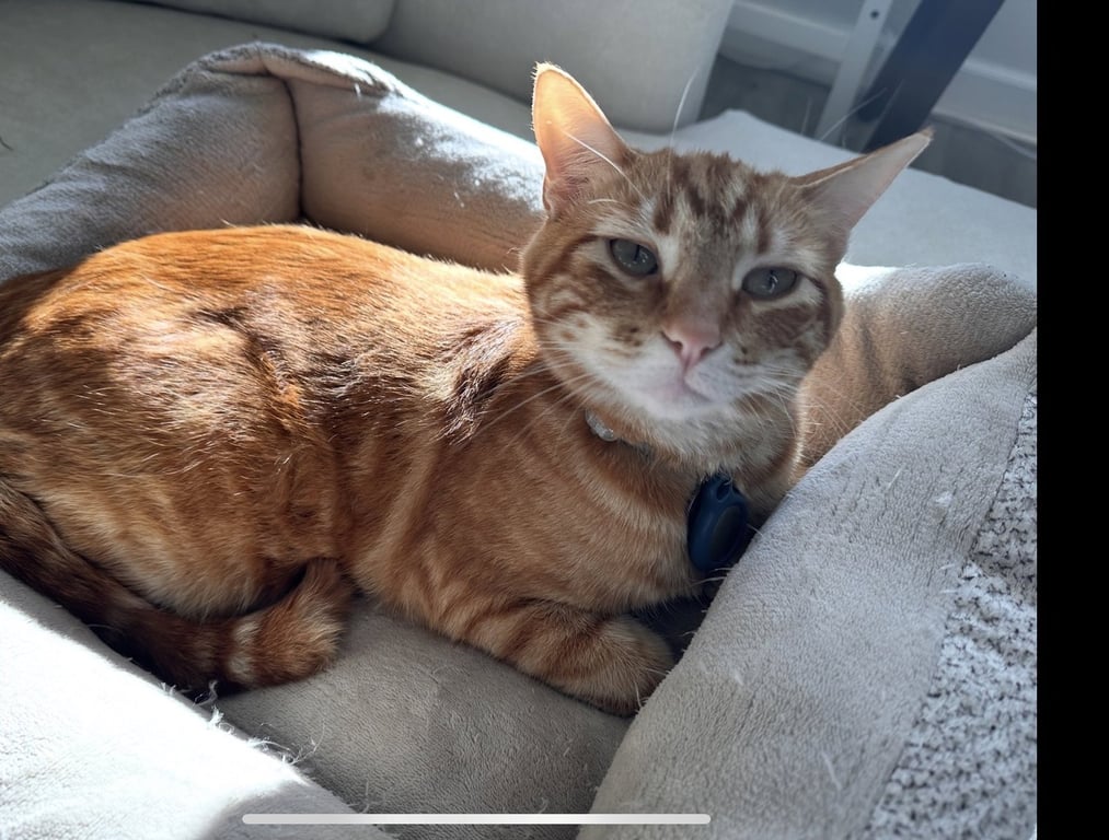 Milo Image