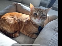 Milo - Photo 1