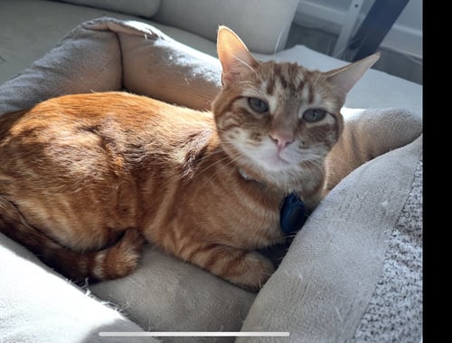 MILO - Domestic Short Hair available for adoption