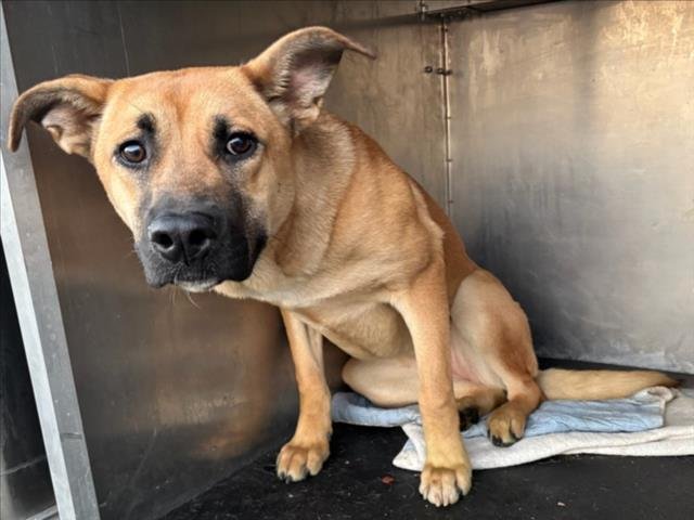 *CATERPILLAR - German Shepherd Dog available for adoption