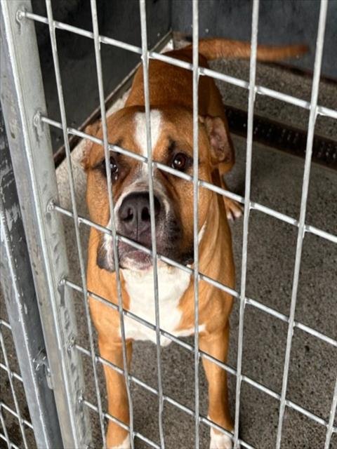 GROOT - Pit Bull Terrier available for adoption