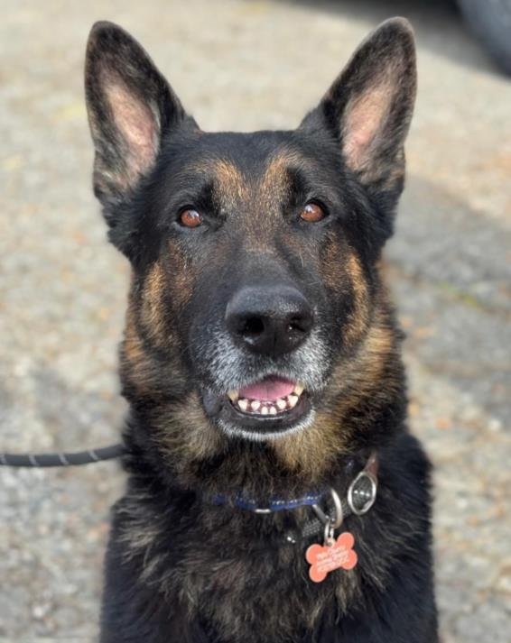 *BERGAMOT - German Shepherd Dog available for adoption