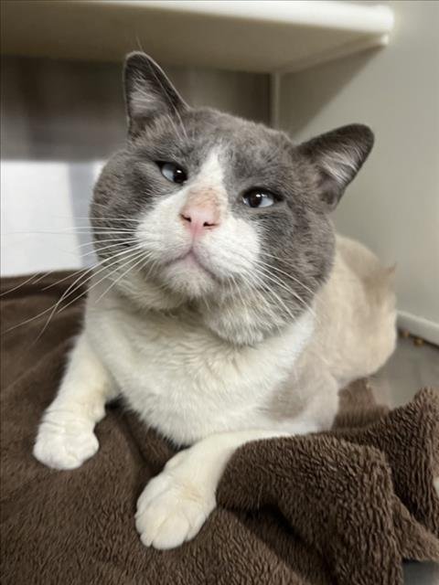 *TOMMY BLUE - Snowshoe / Domestic Short Hair available for adoption