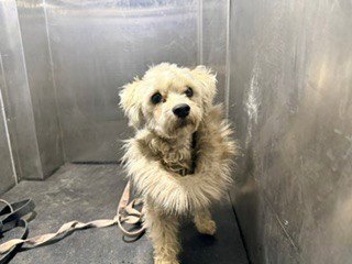 *PAPAYA - Maltese / Poodle (Miniature) available for adoption