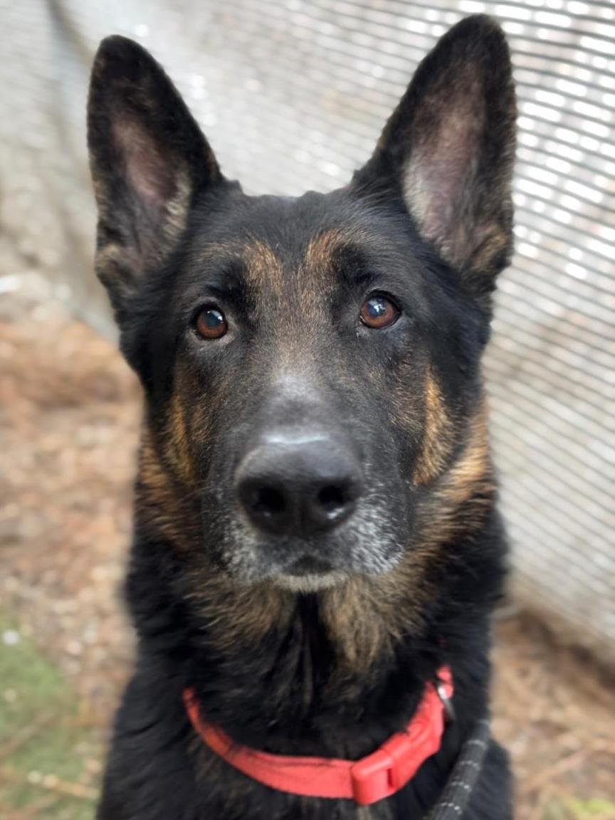 *BERGAMOT - German Shepherd Dog available for adoption
