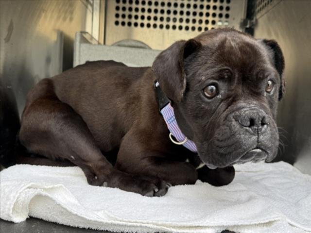 *GALAXY - French Bulldog / Pug available for adoption