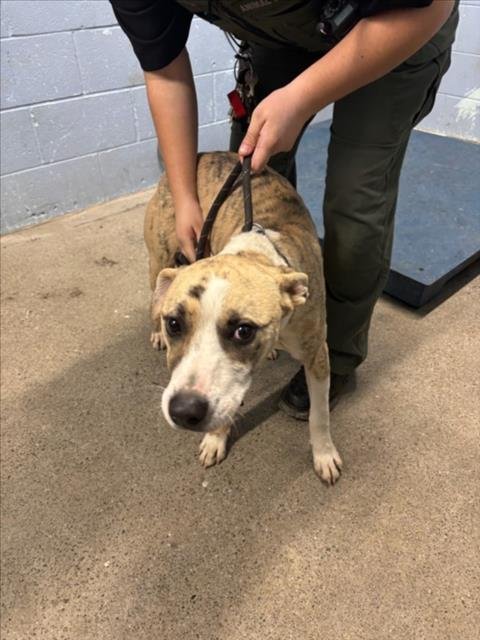 *MAUI - Pit Bull Terrier available for adoption