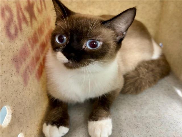 BELLA - Siamese available for adoption