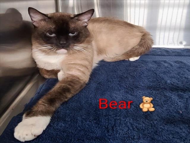 BEAR - Siamese available for adoption