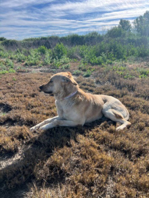 *HIGHLIGHTER - Labrador Retriever / German Shepherd Dog available for adoption