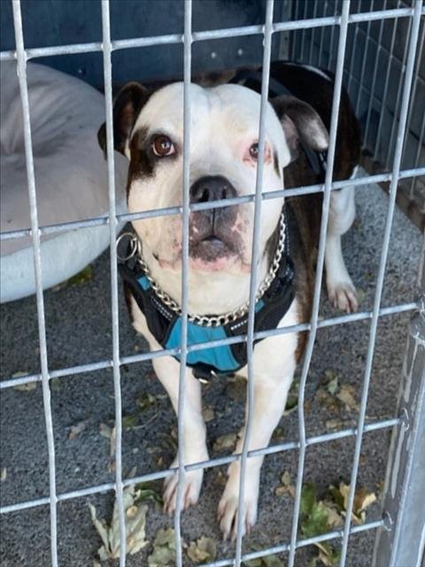 SHI-LOH - Pit Bull Terrier available for adoption