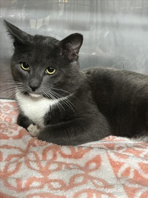 *GASTON - Domestic Short Hair available for adoption