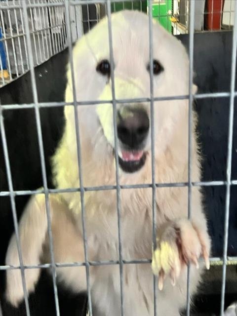 *HUBBLE - Great Pyrenees available for adoption